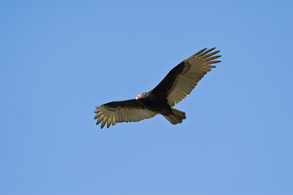 Turkey Vulture (Cathartes aura)