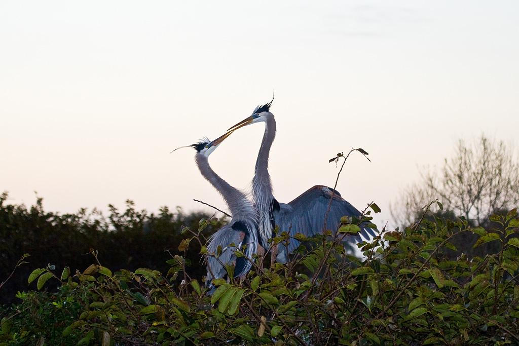 Great Blue Heron (Ardea herodias)