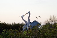 Great Blue Heron (Ardea herodias)