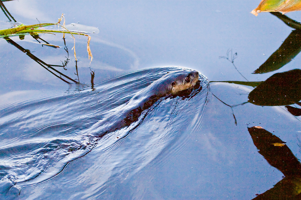 North American River Otter (Lontra canadensis)