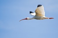 White Ibis (Eudocimus albus)