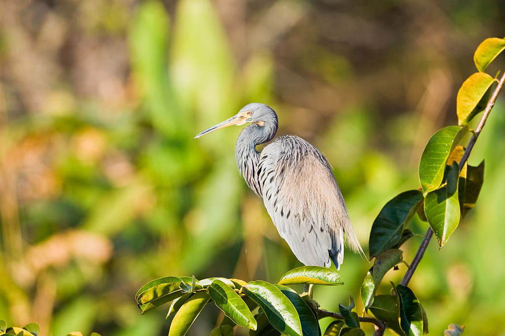 Tricolored Heron (Egretta tricolor)