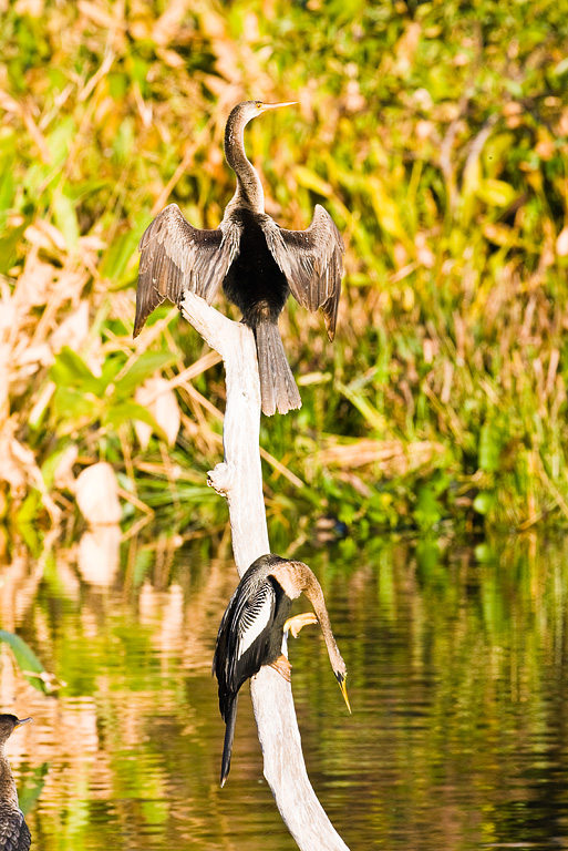 Anhinga (Anhinga anhinga)