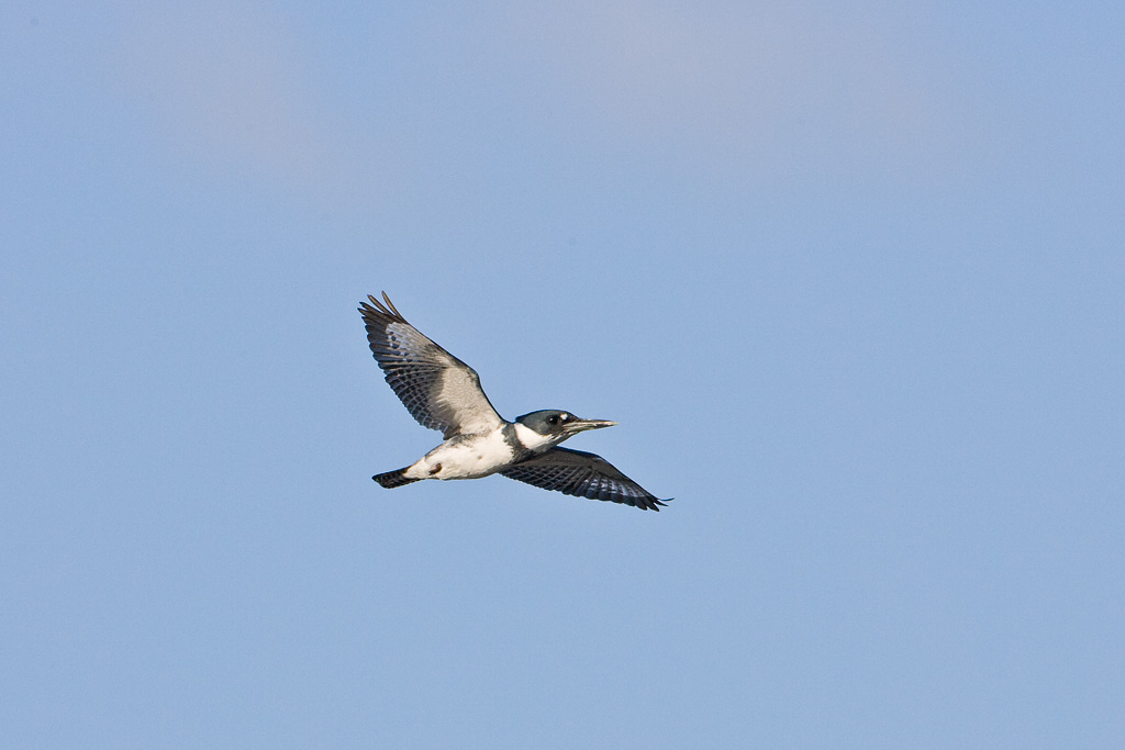 Belted Kingfisher (Ceryle alcyon)