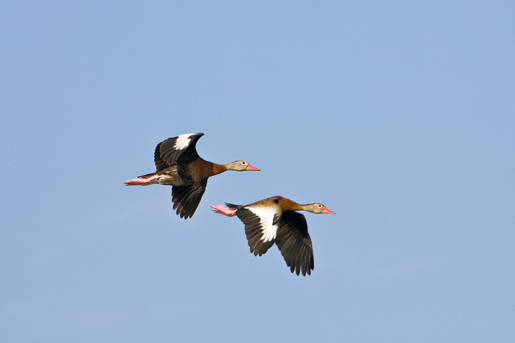 Black-bellied Whistling Duck (Dendrocygna autumnalis)