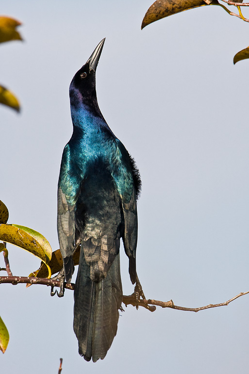 Boat-tailed Grackle (Quiscalus major)