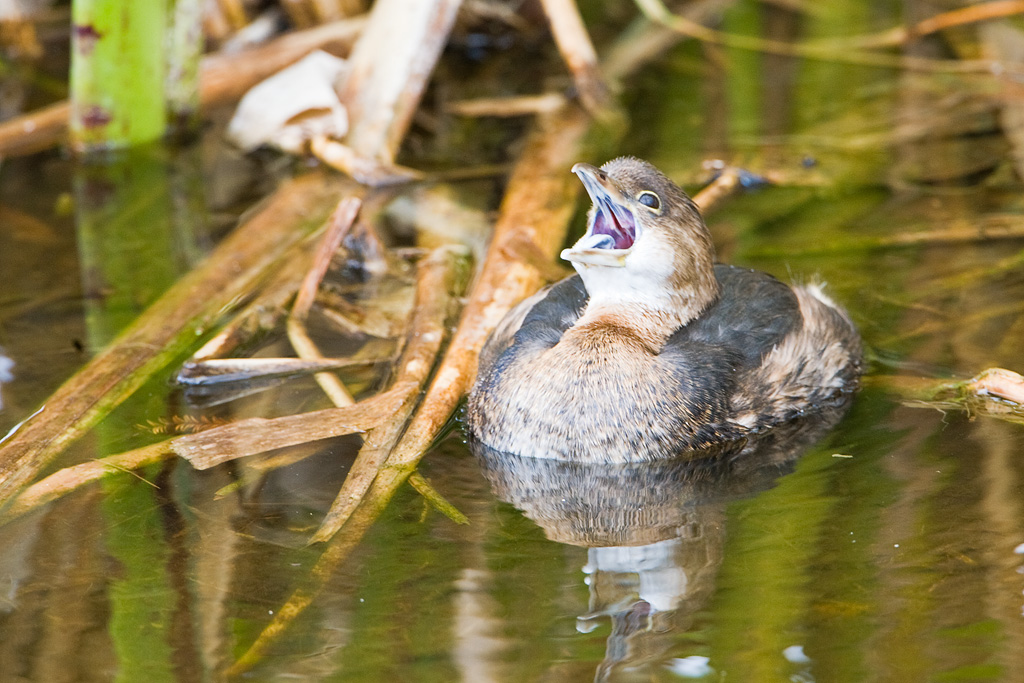 Pied-billed Grebe (Podilymbus podiceps)