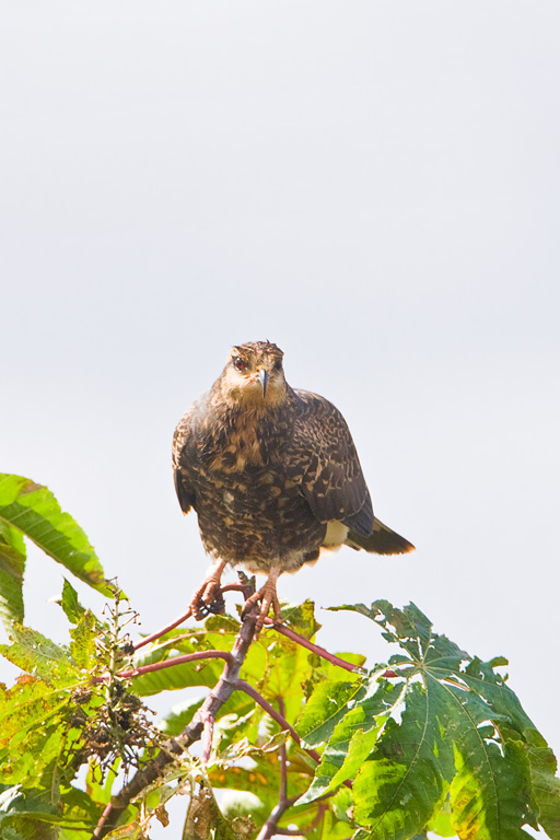 Snail Kite (Rostrhamus sociabilis)