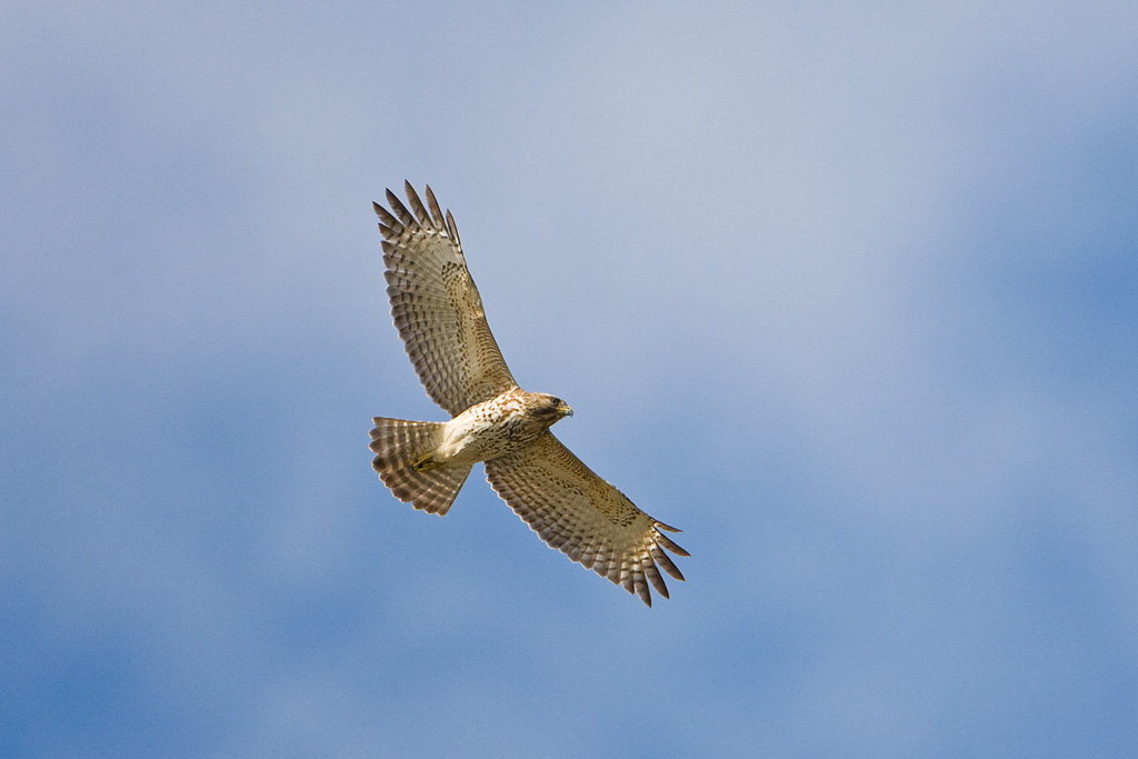 Red-shouldered Hawk (Buteo lineatus)