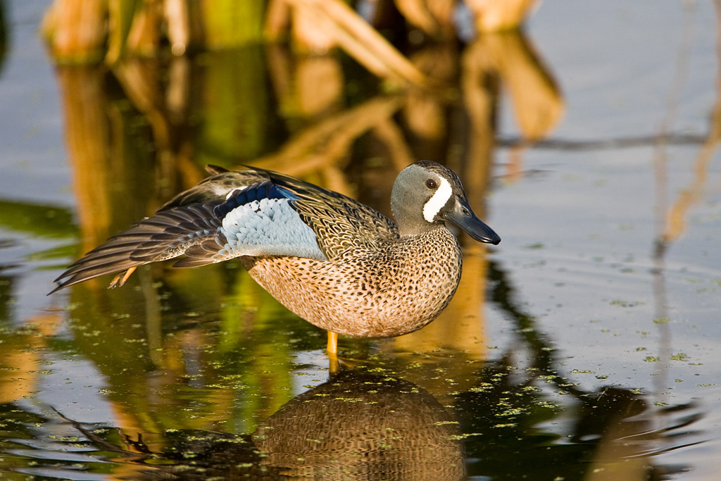 Blue-winged Teal (Anas discors)