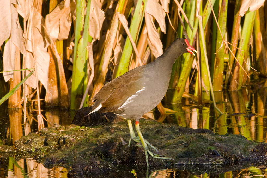 Common Moorhen (Gallinula chloropus)