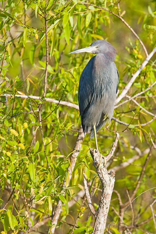 Little Blue Heron (Egretta caerulea)