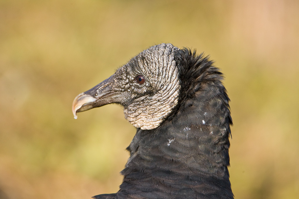 Black Vulture (Coragyps atratus)