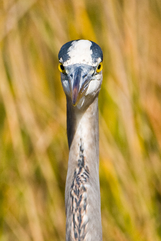 Great Blue Heron (Ardea herodias)