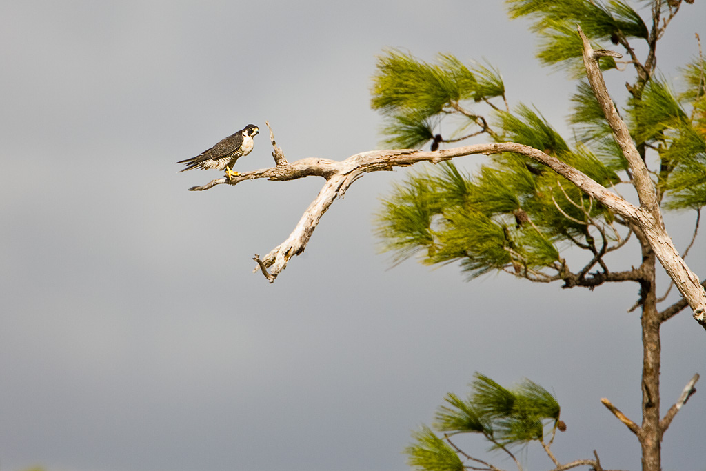 Peregrine Falcon (Falco peregrinus)