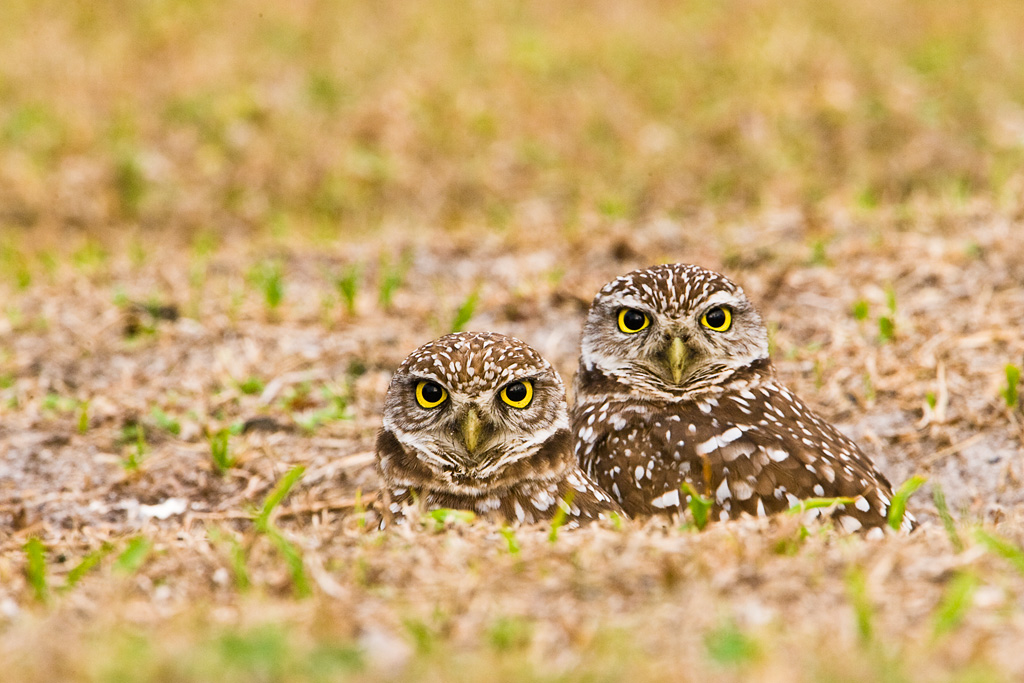 Burrowing Owl (Athene cunicularia)