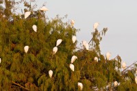 Cattle Egrets (Bubulcus ibis)