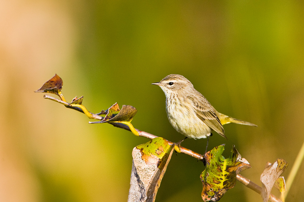 Palm Warbler (Dendroica palmarum)