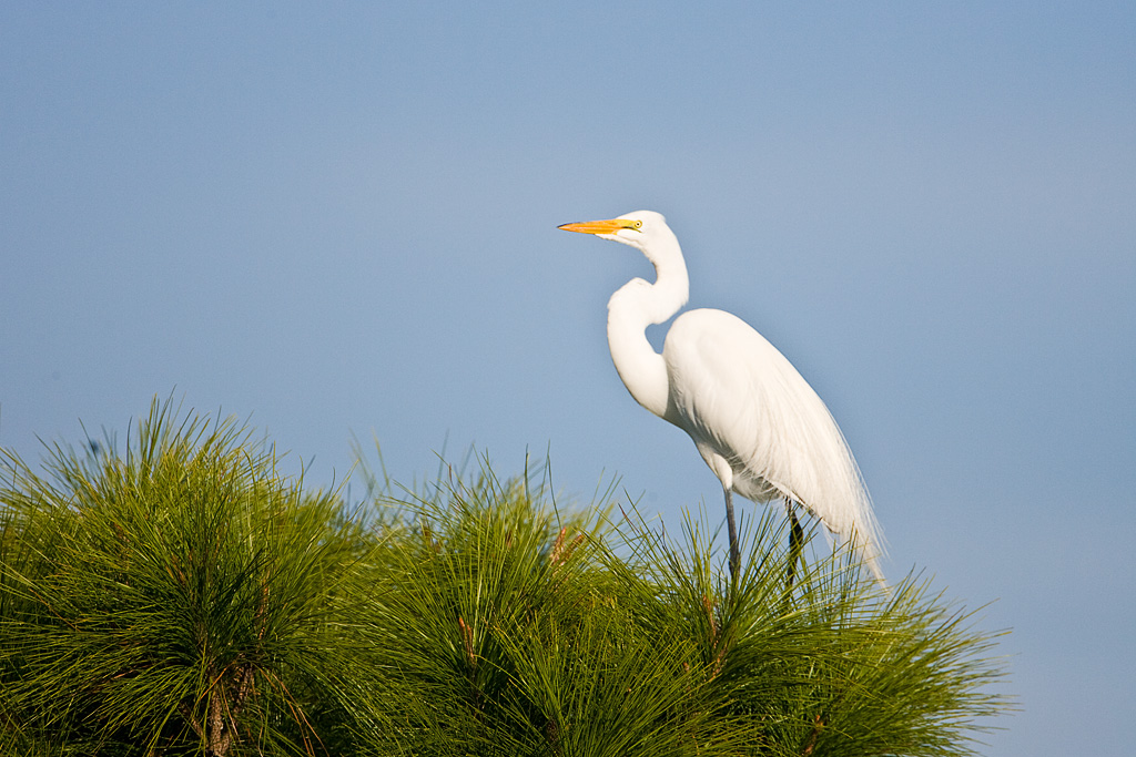 Great Egret (Ardea alba)