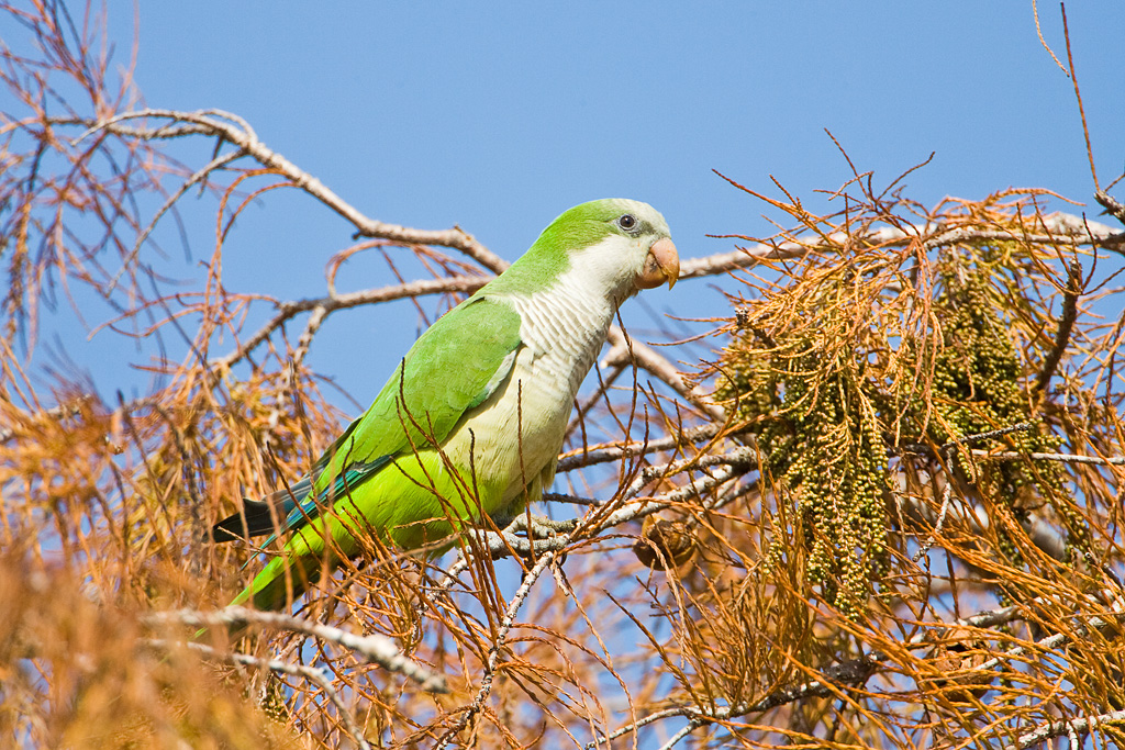 Monk Parakeet (Myiopsitta monachus)