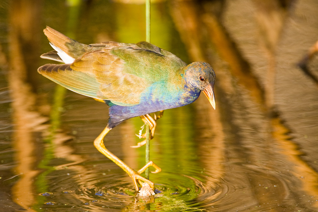 Purple Gallinule (Porphyrio martinica)