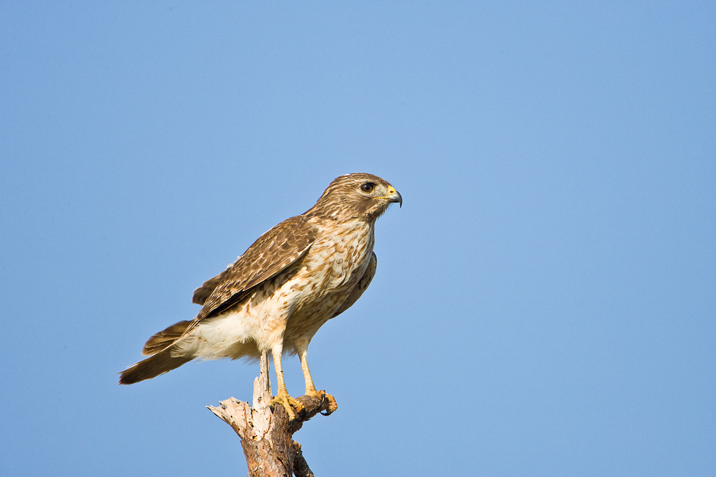 Red-shouldered Hawk (Buteo lineatus)