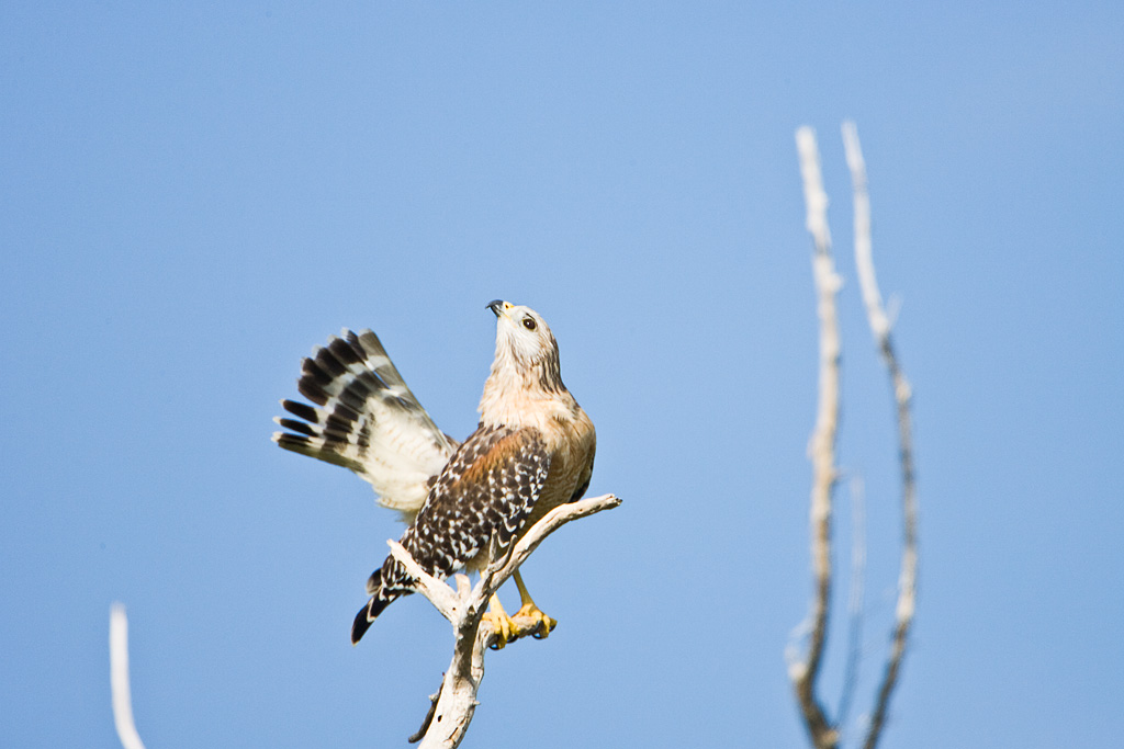 Red-shouldered Hawk (Buteo lineatus)