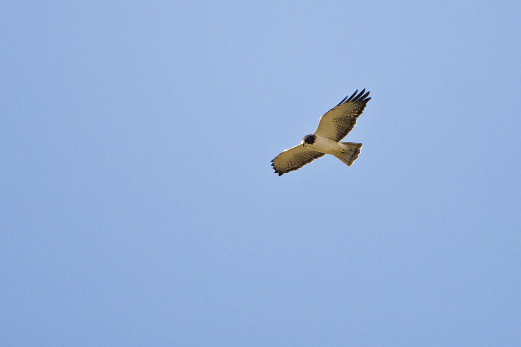 Short-tailed Hawk (Buteo brachyurus)