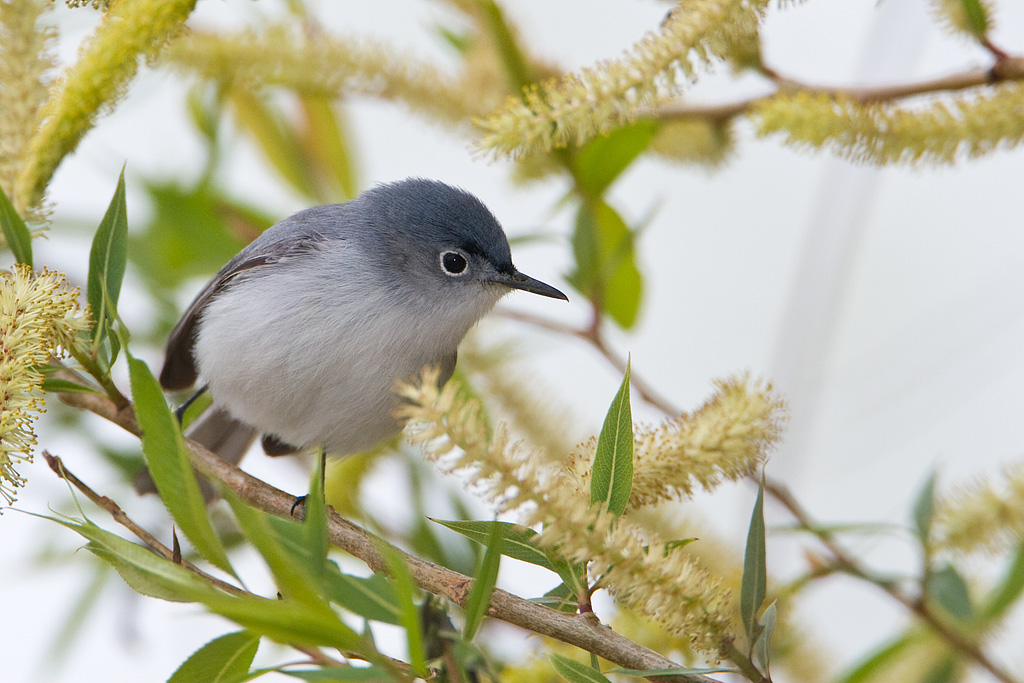 Blue-gray Gnatcatcher (Polioptila caerulea)