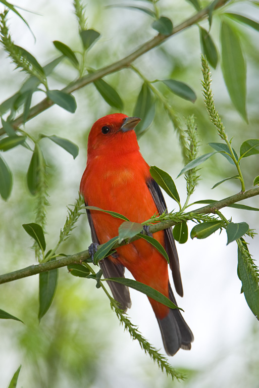 Scarlet Tanager (Piranaga olivacea)