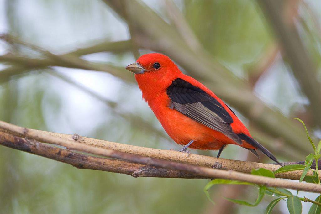 Scarlet Tanager (Piranaga olivacea)