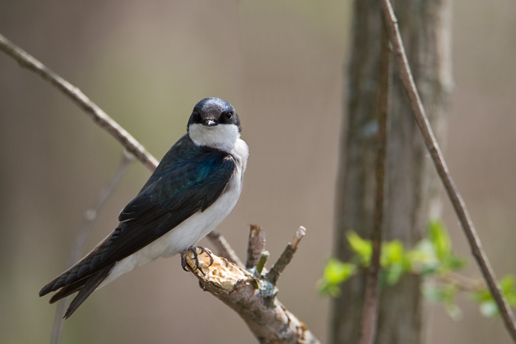 Tree Swallow (Tachycineta bicolor)