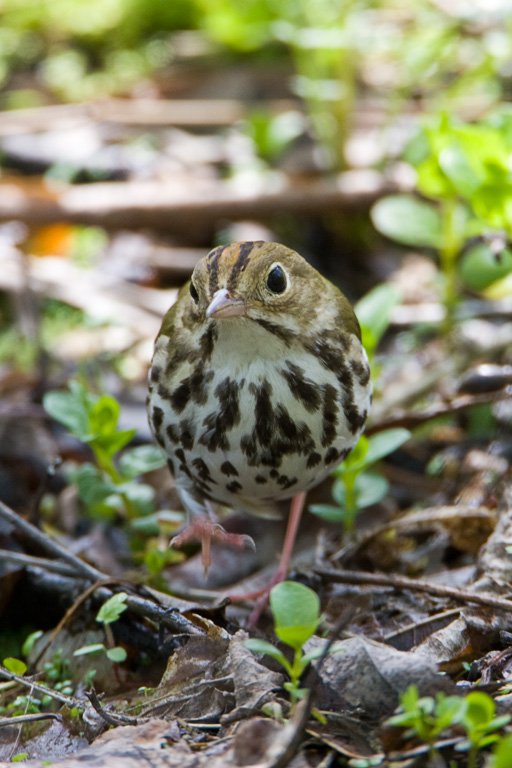 Ovenbird (Seiurus aurocapillus)