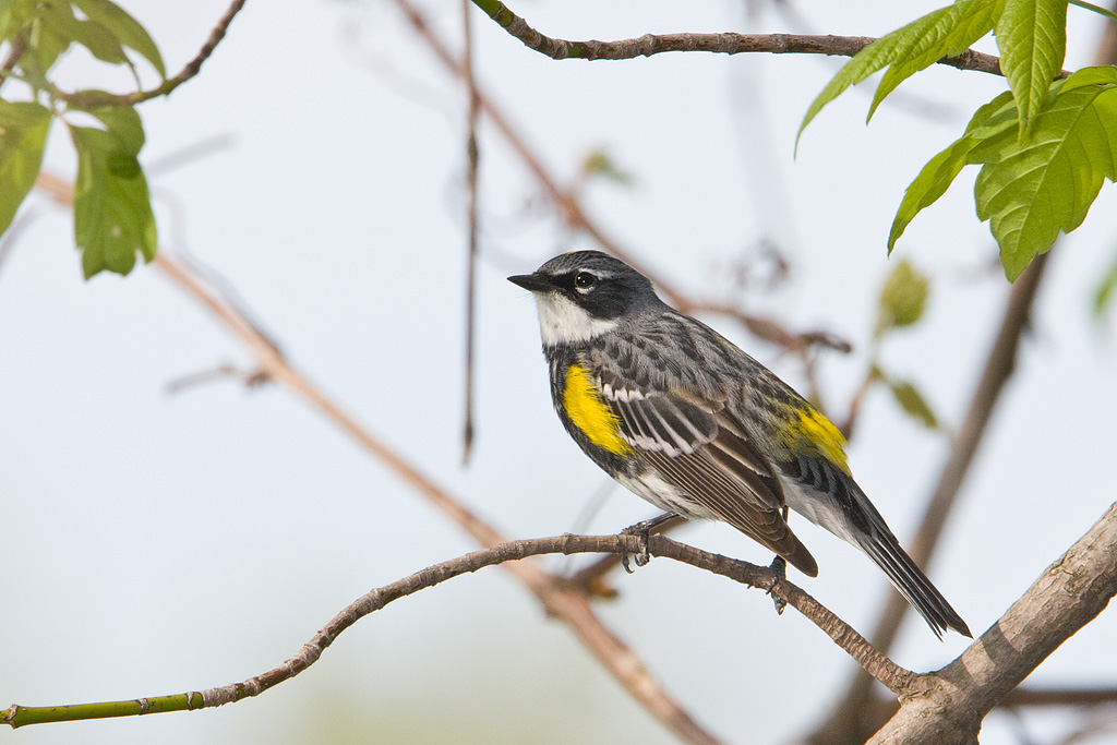 Yellow-rumped Warbler (Dendroica coronata)