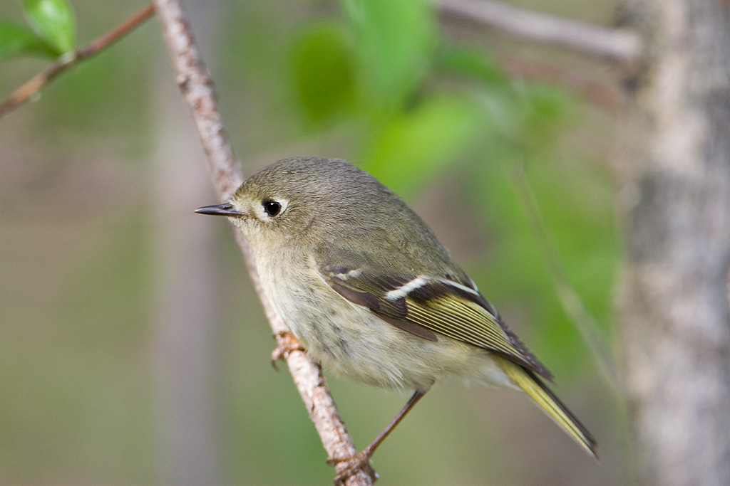 Ruby-crowned Kinglet (Regulus calendula)