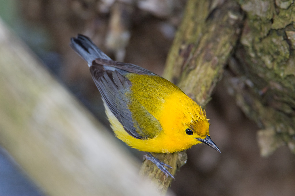 Prothonotary Warbler (Protonotaria citrea)