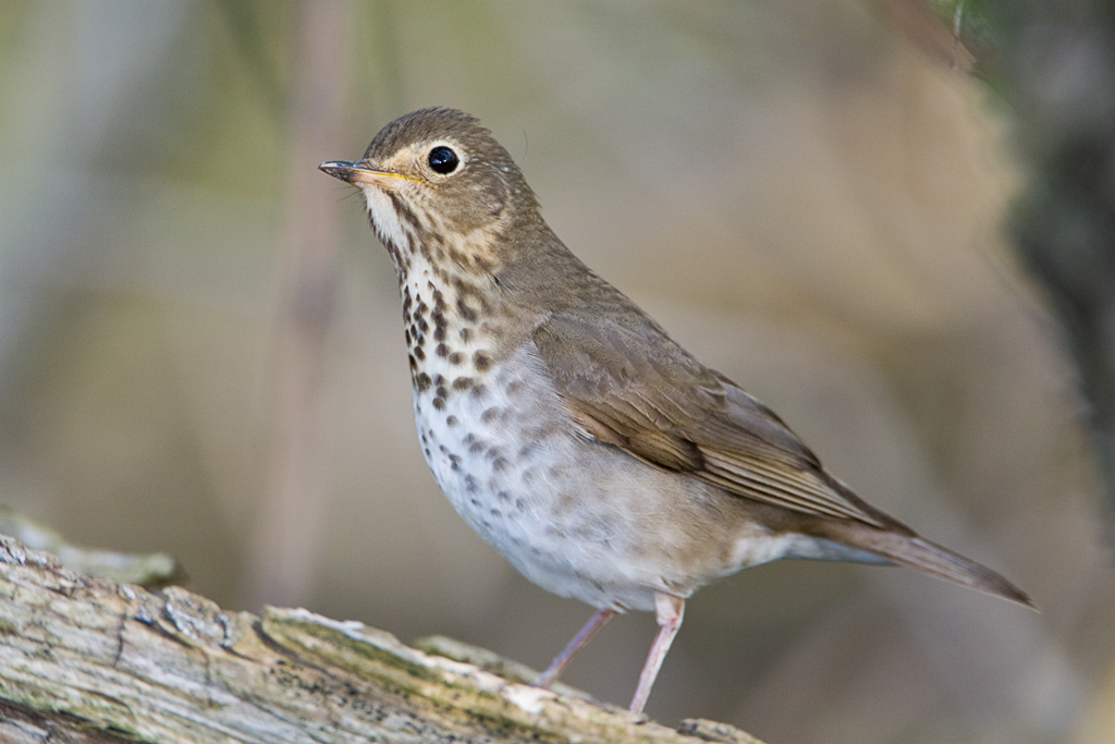 Swainson's Thrush (Catharus ustulatus)