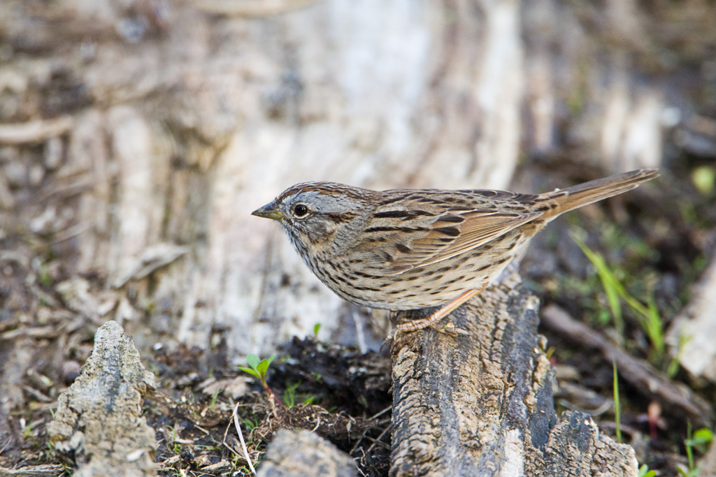 Lincoln's Sparrow (Melospiza lincolnii)