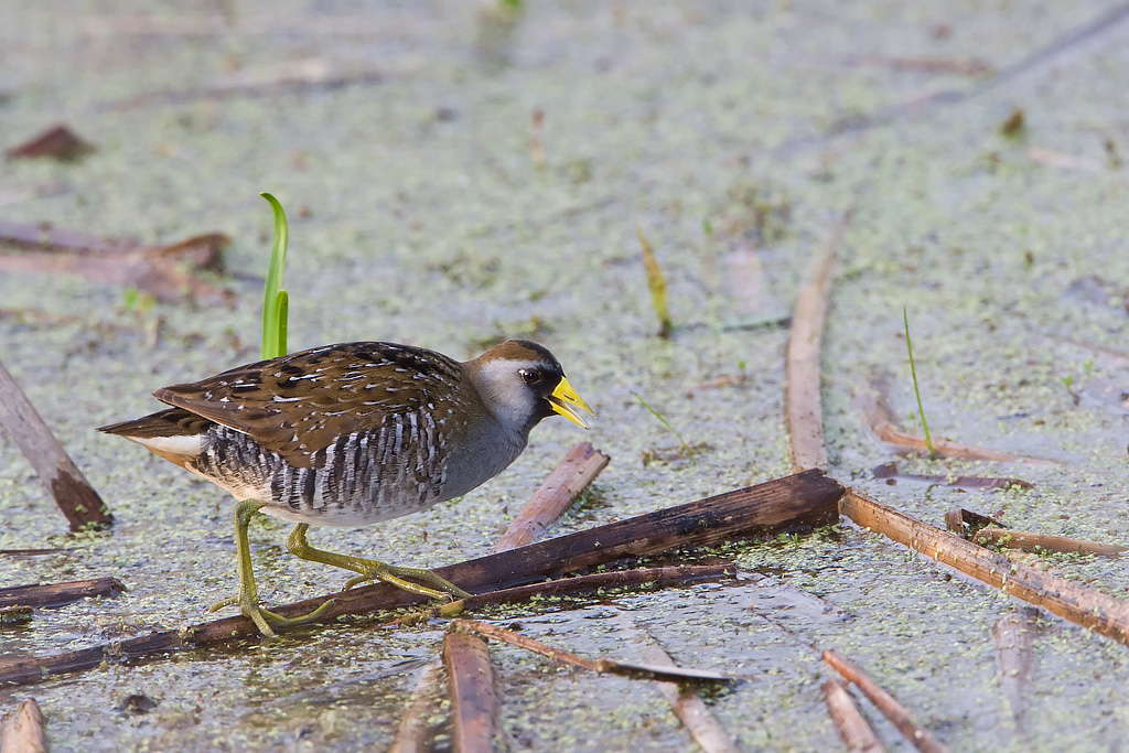 Sora (Porzana carolina)