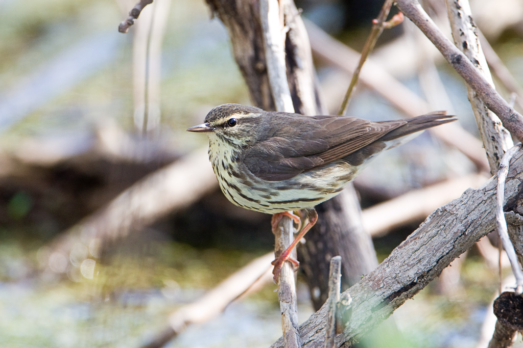 Northern Waterthrush (Seiurus noveboracensis)