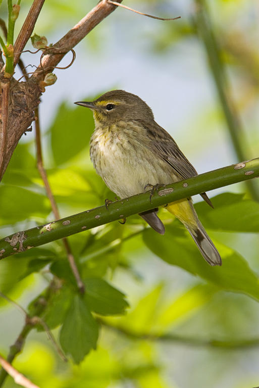 Palm Warbler (Dendroica palmarum)