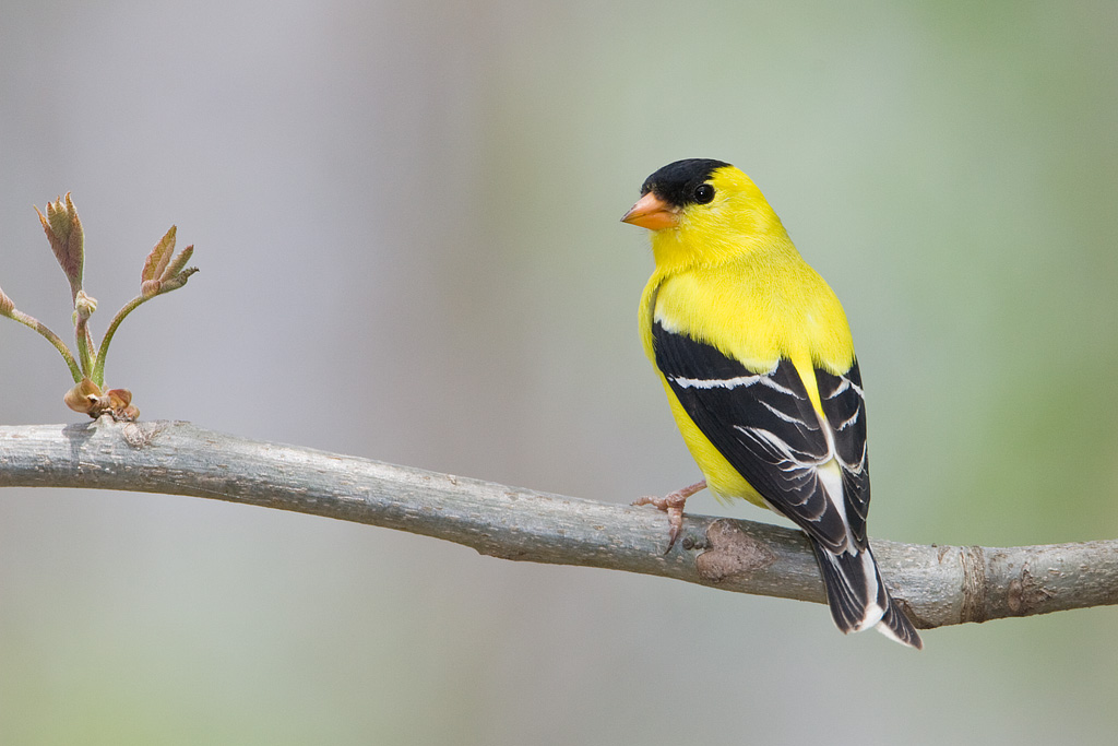 American Goldfinch (Carduelis tristis)