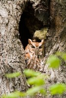 Eastern Screech-Owl (Otus asio)
