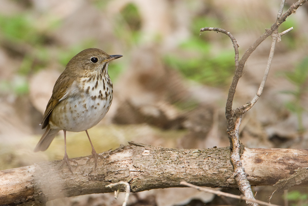 Hermit Thrush (Catharus guttatus)