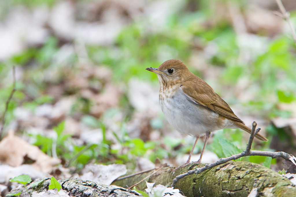 Veery (Catharus fuscescens)