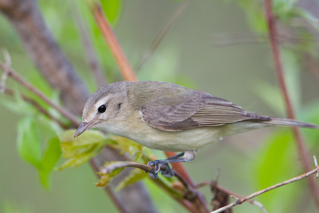 Warbling Vireo (Vireo gilvus)