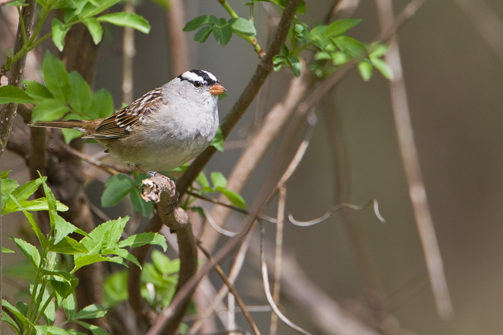 White-crowned Sparrow (Zonotrichia leucophrys)