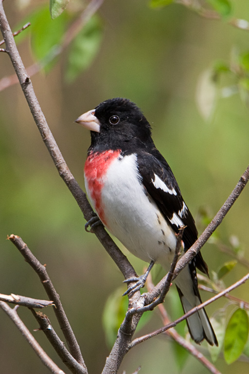 Rose-breasted Grosbeak (Pheucticus ludovicianus)