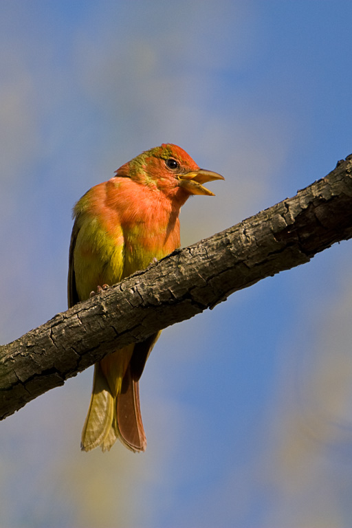 Summer Tanager (Piranga rubra)