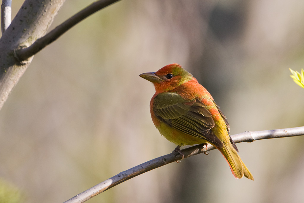 Summer Tanager (Piranga rubra)